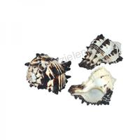 105647 Όστρακο Black Murex 3-4 Unpolished