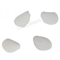 105648 Όστρακο Cardium White