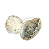 105675 Λευκό Φυσικό Όστρακο Abalone