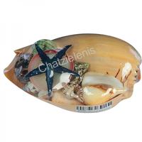 105769 Όστρακο Melo 6΄ με Κοχύλια και Αστερία