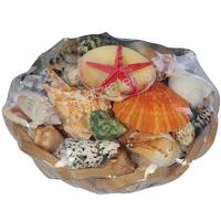 105777 Καλάθι Scallop με Όστρακα 8΄
