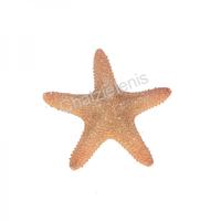 105839 Aστερίας Jungle 6UP