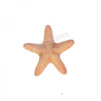 105840 Aστερίας Jungle 5UP