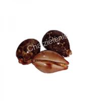 105338 Όστρακο Cyprea Mappa 2-