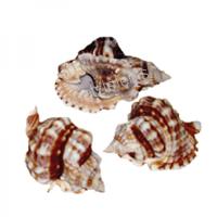 105341 Όστρακο Distorio Anus 2-UP