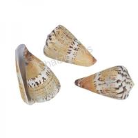 105101 CONUS CAPITANUS 1-2-