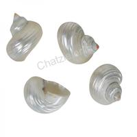 105124 Όστρακο TURBO SILVER MOUTH PEARL