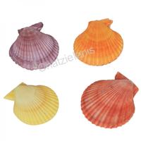 105116 Όστρακα PECTEN COLORED 3-4--