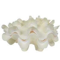 105178 Κοχύλι SQUAMOZA WHITE