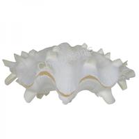 105162 Κοχύλι  SQUAMOZA WHITE 4-5--