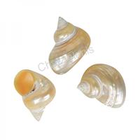 105118 TURBO GOLD MOUTH PEARL