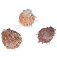 105125 Όστρακο BARBATUS NATURAL