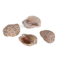 105174 Κοχύλι HARPA MAJOR