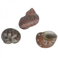 105166 Κοχύλι TURBO PETULATUS UNPOLISHED